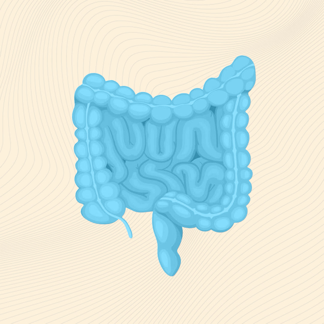 Gut Health